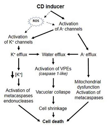 Ion Transport in Plant Cell Shrinkage During Death